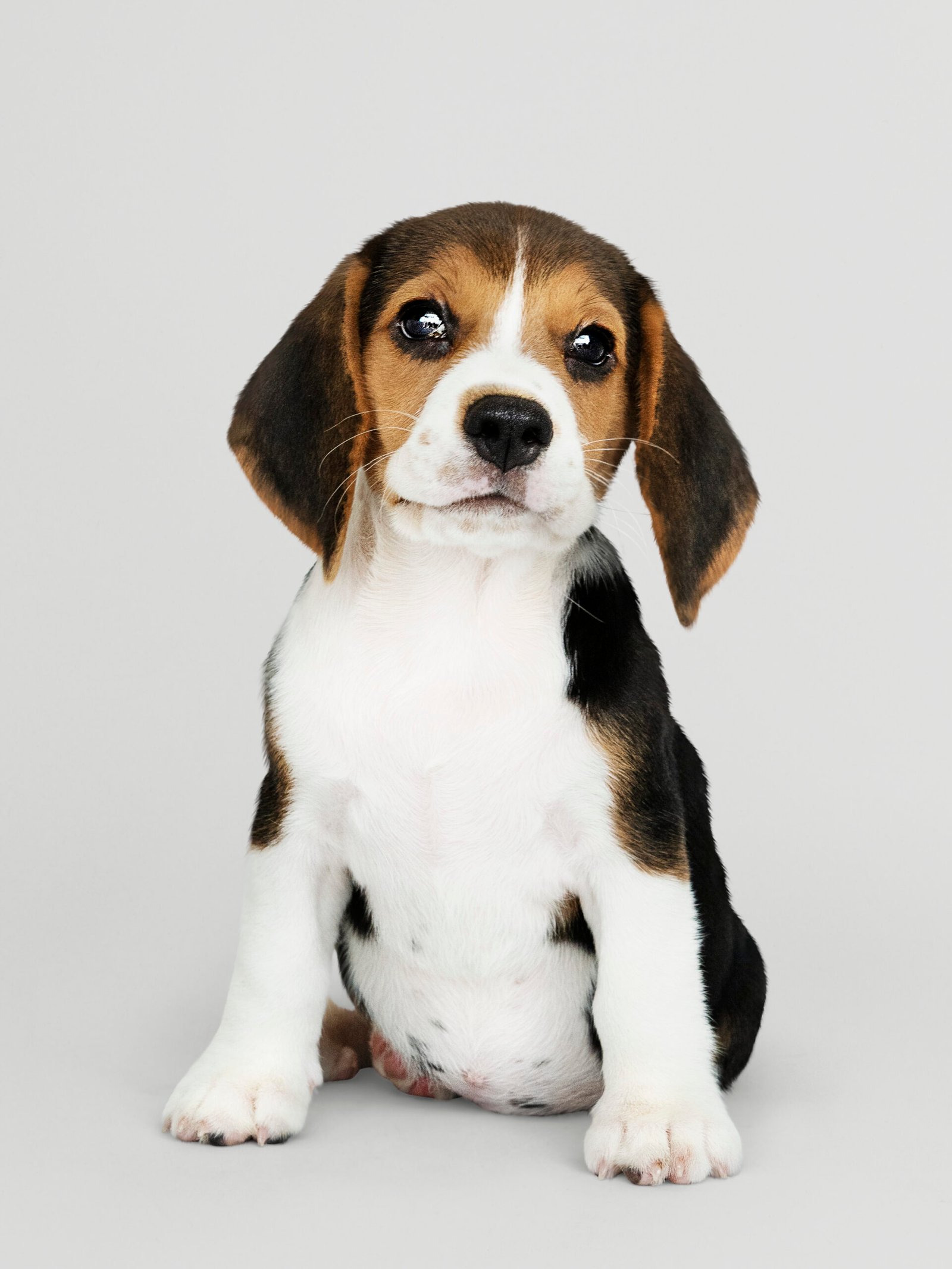 Pet filhote: Como preparar a casa – Patrícia Forte